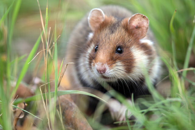 Der Feldhamster ist nicht nur in Niedersachsen vom Aussterben bedroht und steht daher unter strengem Schutz. In enger Zusammenarbeit mit der Landwirtschaft soll sich der Bestand des Nagers langfristig erholen.